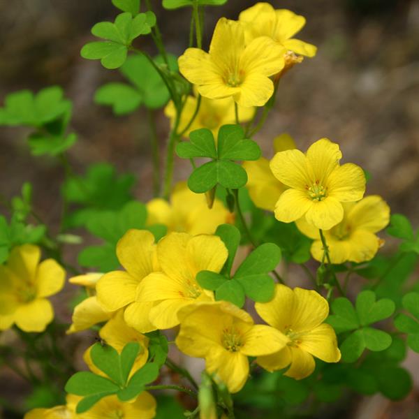 Yellow Oxalis Laciniata Flower seeds for Planting - Garden Favorite, Heirloom & GMO Free Seeds for Home Garden