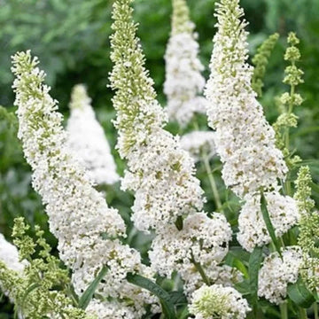 White Buddleia Flower Seeds for Planting Drought Tolerant Heirloom & GMO Free Seeds for Home Garden
 
 Sale