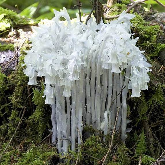 White Monotropa Uniflora Flower seeds for Planting - Compact Growth, Heirloom & GMO Free Seeds for Home Garden