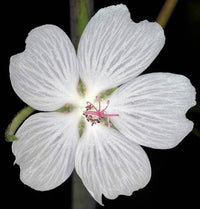 White Checkermallow Flower seeds for Planting - Long Bloom Season, Heirloom & GMO Free Seeds for Home Garden