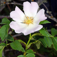 White Rosa Canina Flower seeds for Planting - Sun Loving, Heirloom & GMO Free Seeds for Home Garden