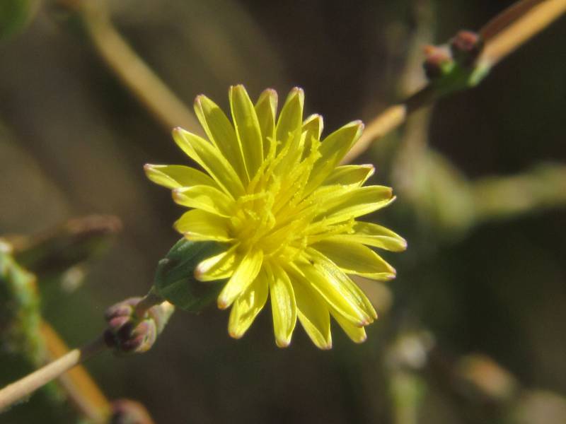 Lettuce Flower seeds for Planting - Vibrant Colors, Heirloom & GMO Free Seeds for Home Garden