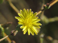 Lettuce Flower seeds for Planting - Vibrant Colors, Heirloom & GMO Free Seeds for Home Garden