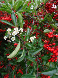 Red Pyracantha Fortuneana Flower seeds for Planting - Colorful Display, Heirloom & GMO Free Seeds for Home Garden