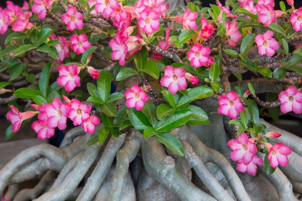 Wüstenrose Flower seeds for Planting - Seasonal Bloomer, Heirloom & GMO Free Seeds for Home Garden
 
 Sale seeds for home garden
