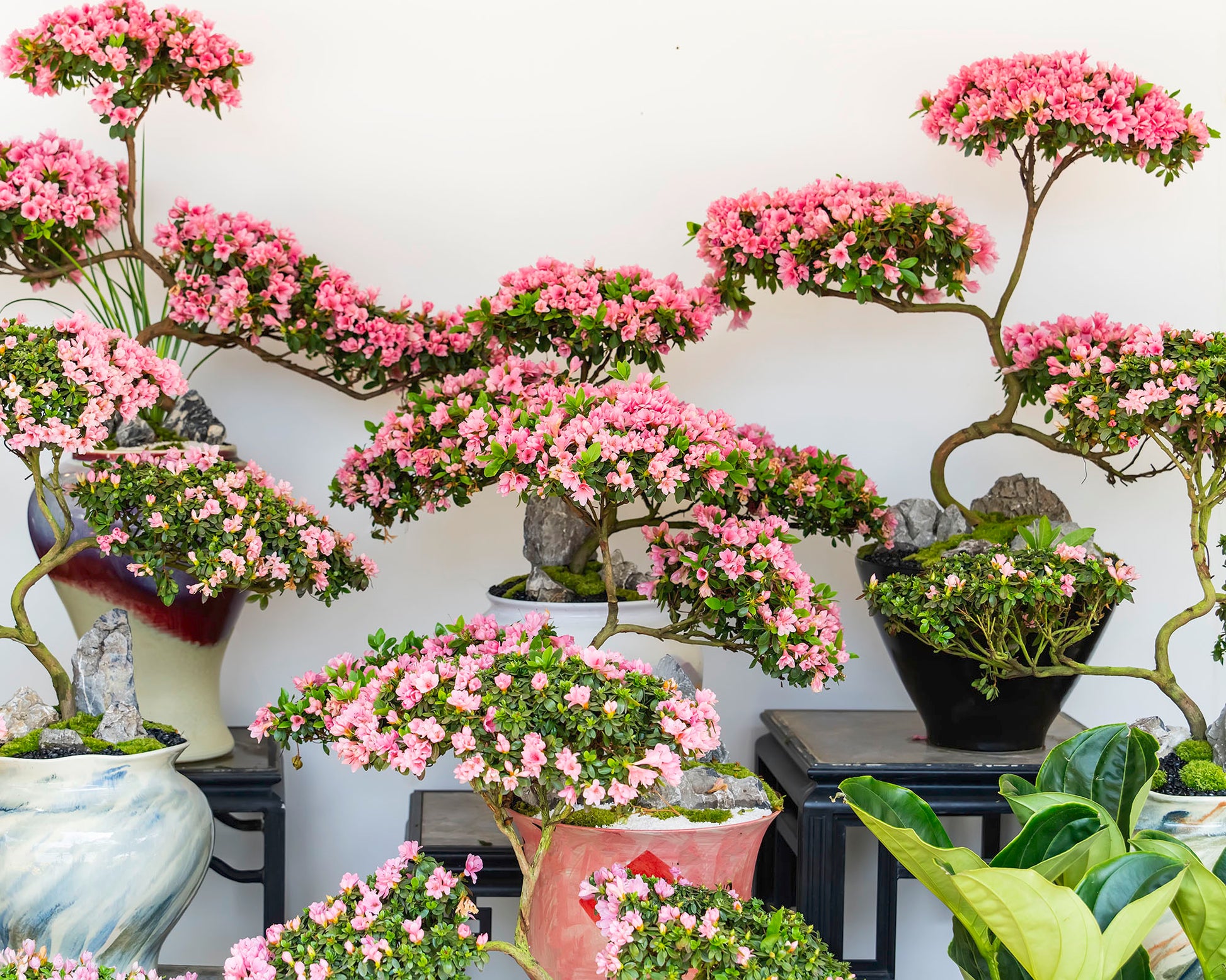 Mixed Simsii Bonsai Flower seeds for Planting Sun Loving Heirloom & GMO Free Seeds for Home Garden