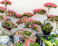 Mixed Simsii Bonsai Flower seeds for Planting Sun Loving Heirloom & GMO Free Seeds for Home Garden