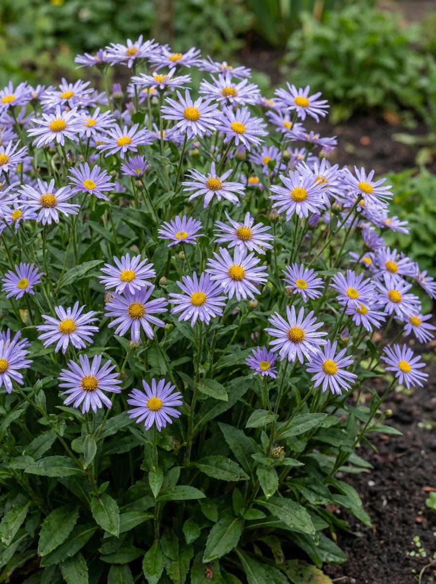 Blue Frikartii Flower seeds for Planting - Easy to Grow, Heirloom & GMO Free Seeds for Home Garden
