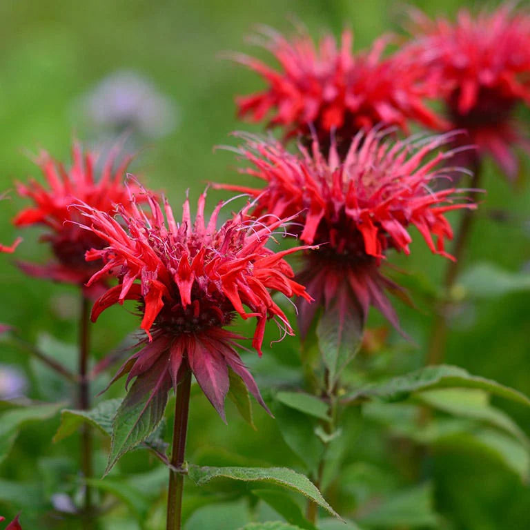 Monarda Bee Balm Mix Seeds for Pollinator-Friendly Flowers