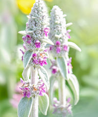 Gray Lambs Ear Flower seeds for Planting - Perfect for Borders, Heirloom & GMO Free Seeds for Home Garden