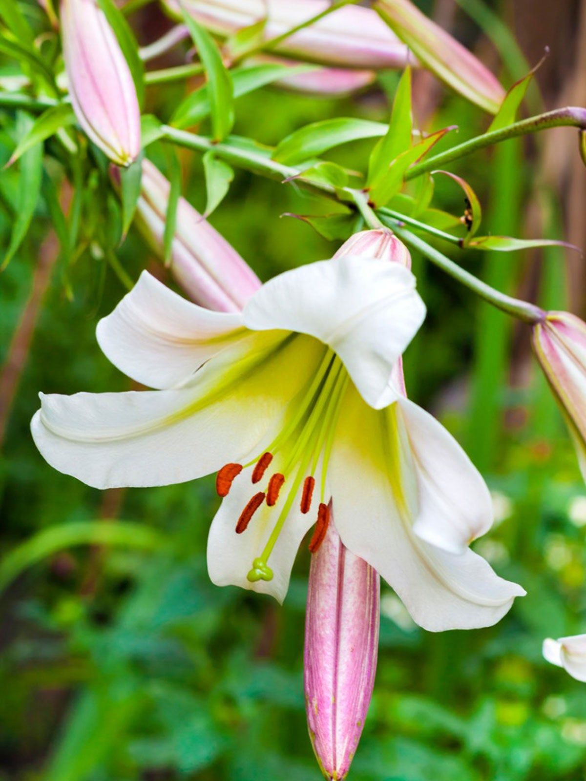 Lilium Regale Flower seeds for Planting - Sun Loving, Heirloom & GMO Free Seeds for Home Garden
