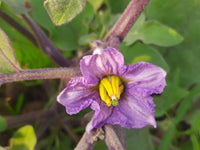 Lavender Eggplant Flower seeds for Planting - Long Bloom Season, Heirloom & GMO Free Seeds for Home Garden