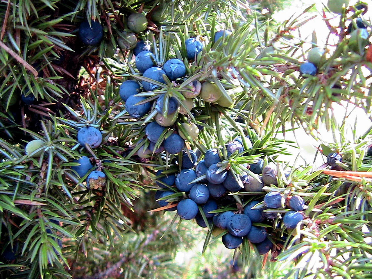 Juniperus Fruit Planting Seeds for Garden - Grow Hardy Evergreen Shrub with Aromatic Berries, Perfect for Spring or Fall Planting