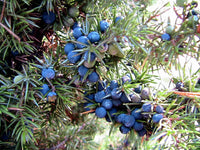 Juniperus Fruit Planting Seeds for Garden - Grow Hardy Evergreen Shrub with Aromatic Berries, Perfect for Spring or Fall Planting