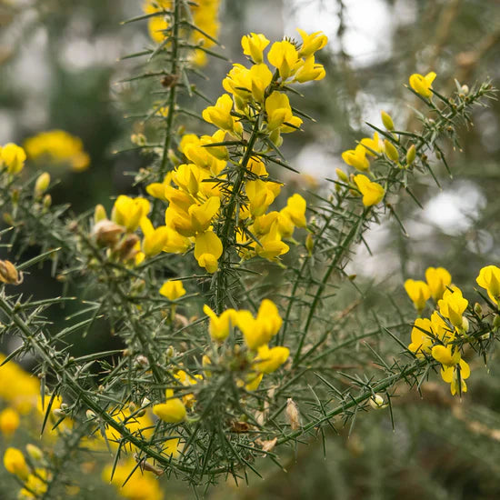 Gorse Ulex Europaeus Flower Seeds for Planting  Hardy Perennial Seeds for Vibrant Yellow Blooms