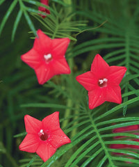 Star Creeper Flower Planting Seeds Collection