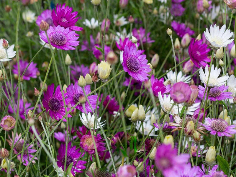Xeranthemum annum Flower seeds for Planting - Easy to Grow, Heirloom & GMO Free Seeds for Home Garden