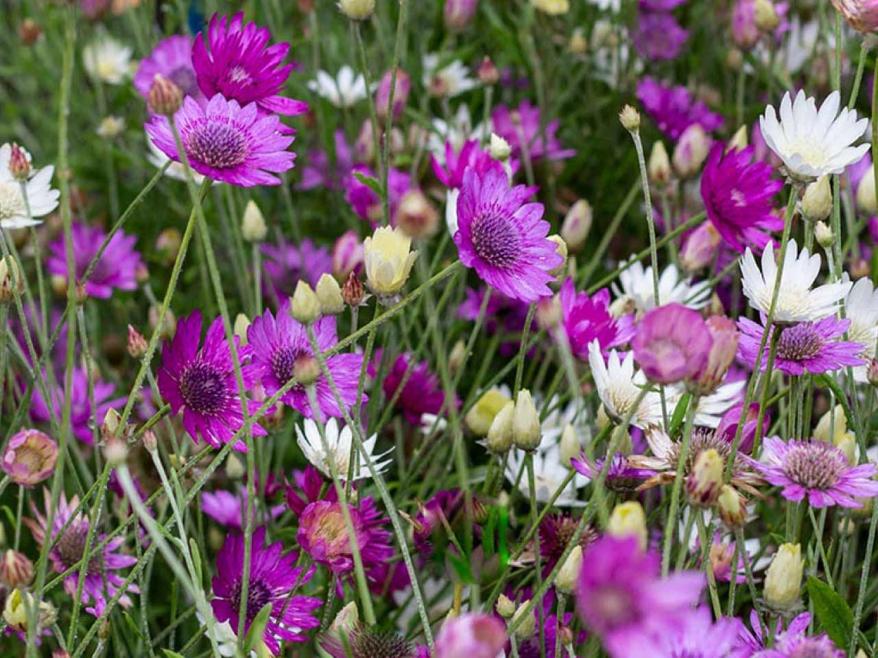 Xeranthemum Annuum Flower Seeds Planting