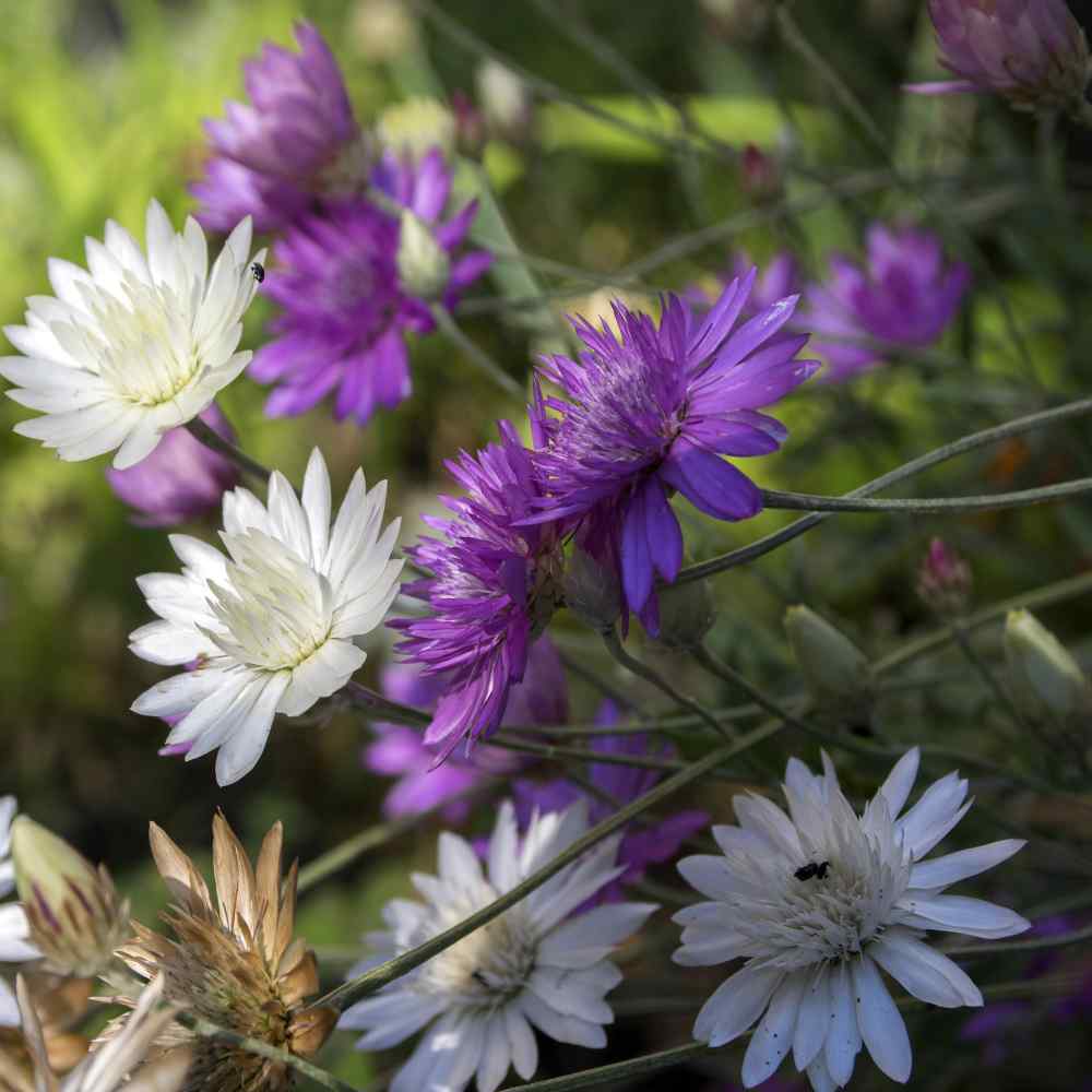 Xeranthemum Annuum Flower Seeds Planting