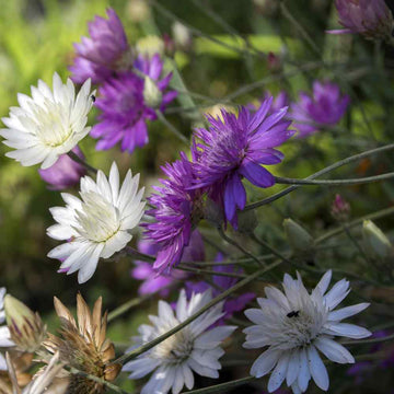 Xeranthemum Annuum Flower Seeds Planting