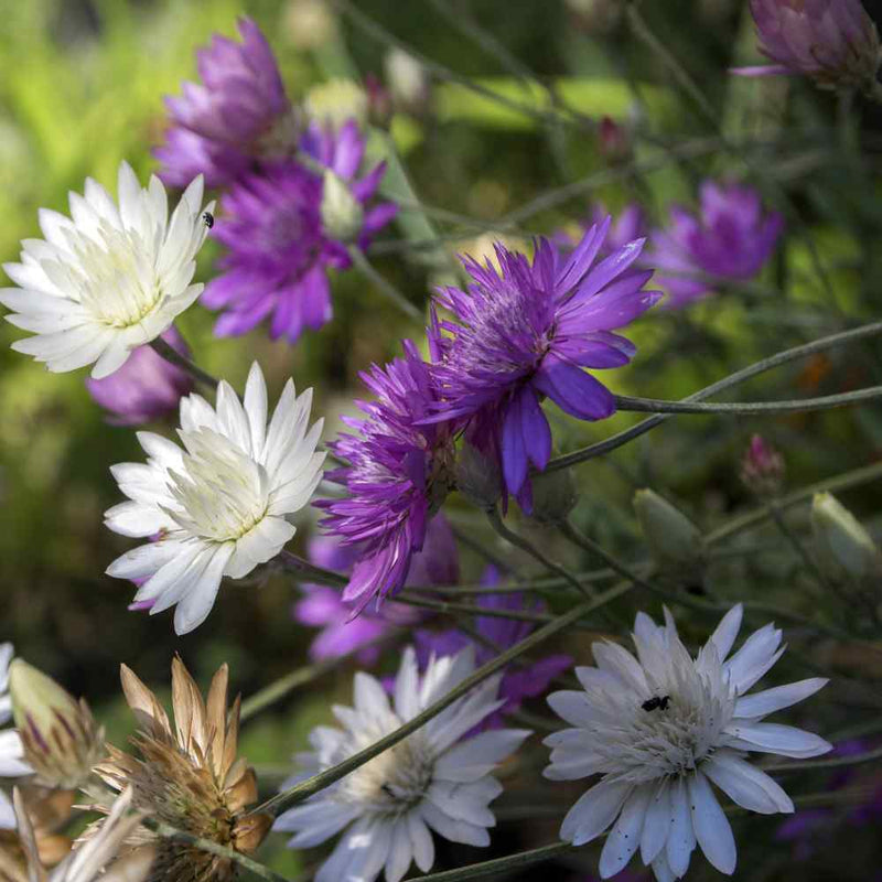 Xeranthemum Annuum Flower Seeds Planting