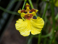 Oncidium Orchid Flower Seeds - Expert Planting Tips for Vibrant Blooms