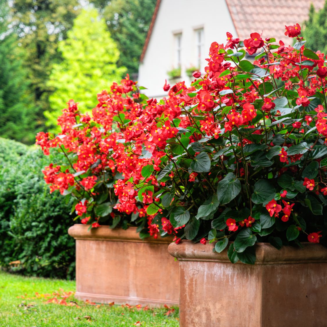 Burgundy Begonia Flower seeds for Planting - Easy to Grow, Heirloom & GMO Free Seeds for Home Garden