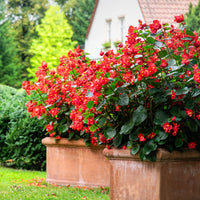 Burgundy Begonia Flower seeds for Planting - Easy to Grow, Heirloom & GMO Free Seeds for Home Garden
