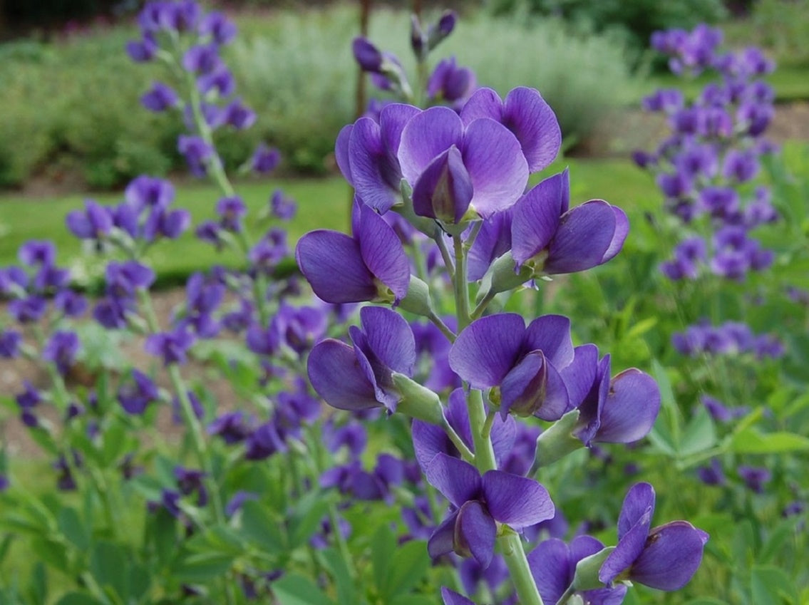 Indigo Flower seeds for Planting, Garden Favorite Heirloom & GMO Free Seeds for Home Garden