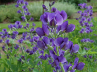 Indigo Flower seeds for Planting, Garden Favorite Heirloom & GMO Free Seeds for Home Garden