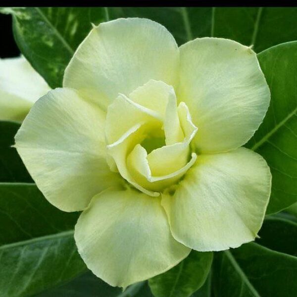 Light Green Adenium Obesum Seeds Flower seeds for Planting Long Bloom Season Heirloom & GMO Free Seeds for Home Garden