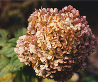 Brown Hydrangea Flower seeds for Planting - Seasonal Bloomer, Heirloom & GMO Free Seeds for Home Garden