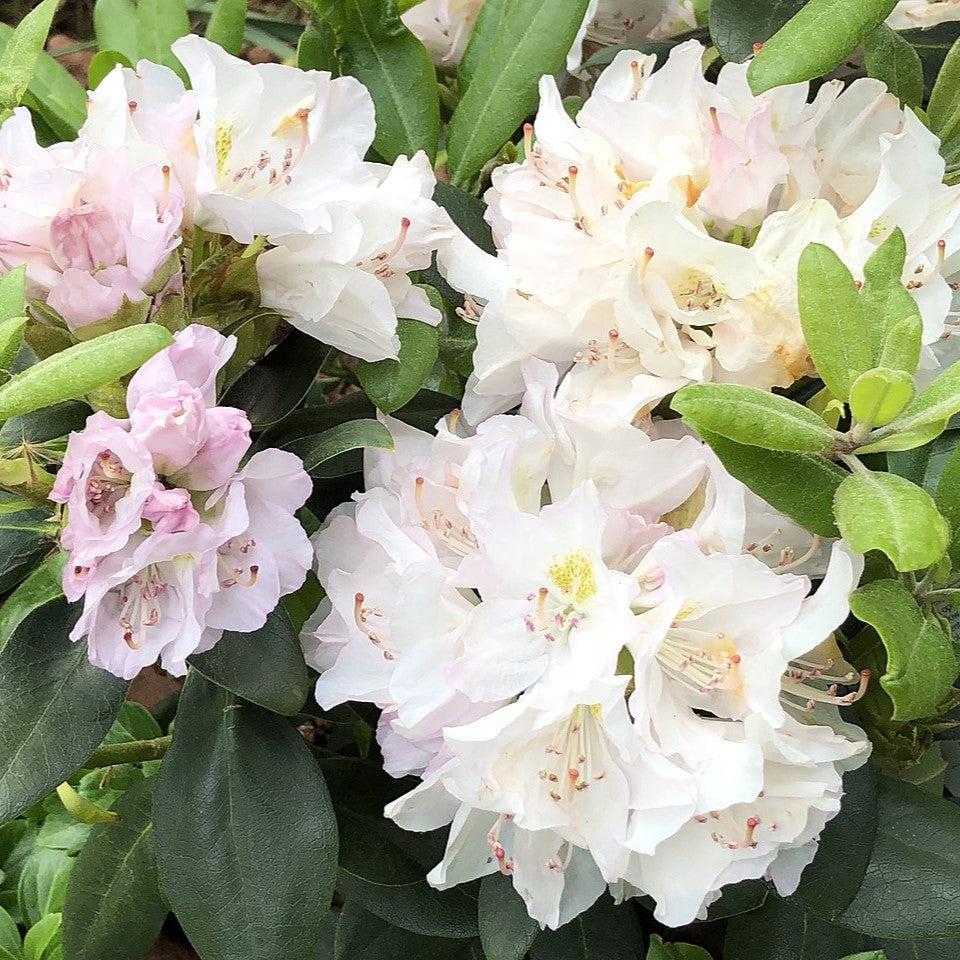 White Catawba Flower Seeds  Ideal for Easy Home Planting