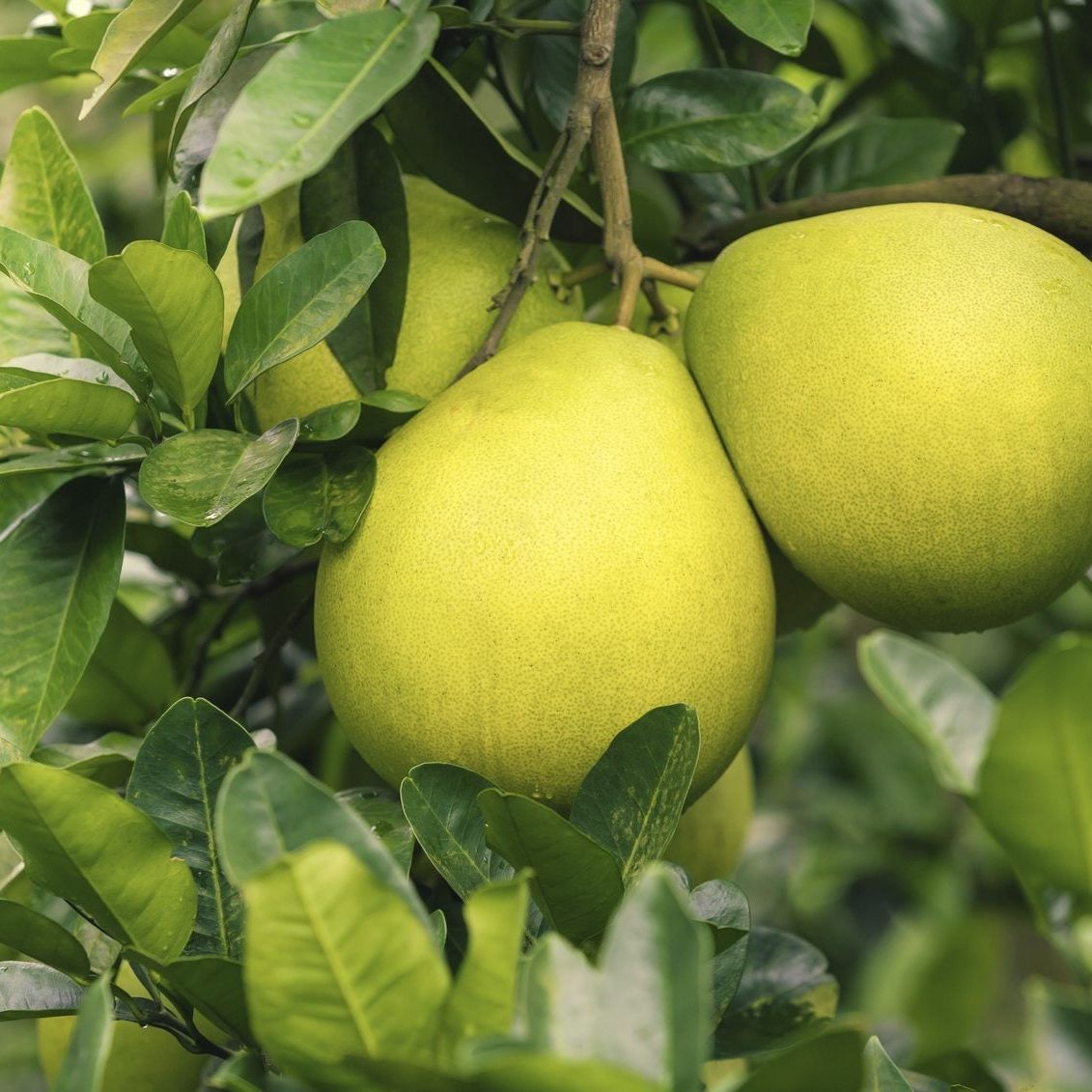 Pomelo Fruit Seeds for Planting - Grow Exotic Citrus Fruit at Home, Sweet & Juicy Pomelo Tree Seeds