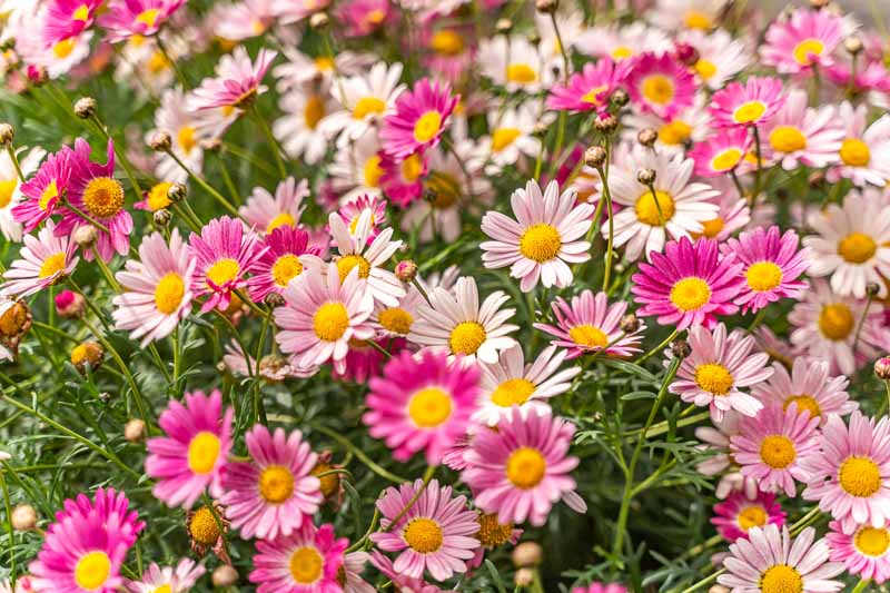 Argyranthemum Flower Seeds: Essential Planting Guide