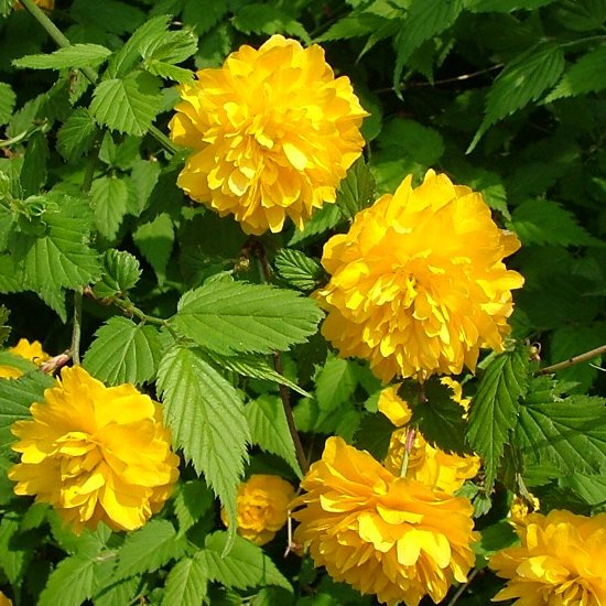 Yellow Kerria Japonica Flower seeds for Planting - Low Maintenance, Heirloom & GMO Free Seeds for Home Garden