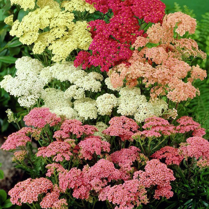 Mix Yarrow Flower seeds for Planting Colorful Display Heirloom & GMO Free Seeds for Home Garden