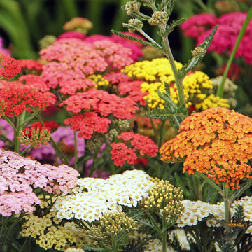 Mix Yarrow Flower seeds for Planting Colorful Display Heirloom & GMO Free Seeds for Home Garden