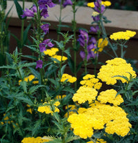 Yarrow Flower Close-Up – Bright Yellow Petal Clusters