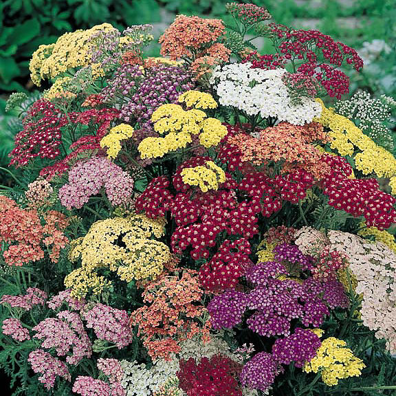 Mixed Yarrow Flower seeds for Planting - Easy to Grow, Heirloom & GMO Free Seeds for Home Garden