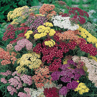 Mixed Yarrow Flower seeds for Planting - Easy to Grow, Heirloom & GMO Free Seeds for Home Garden