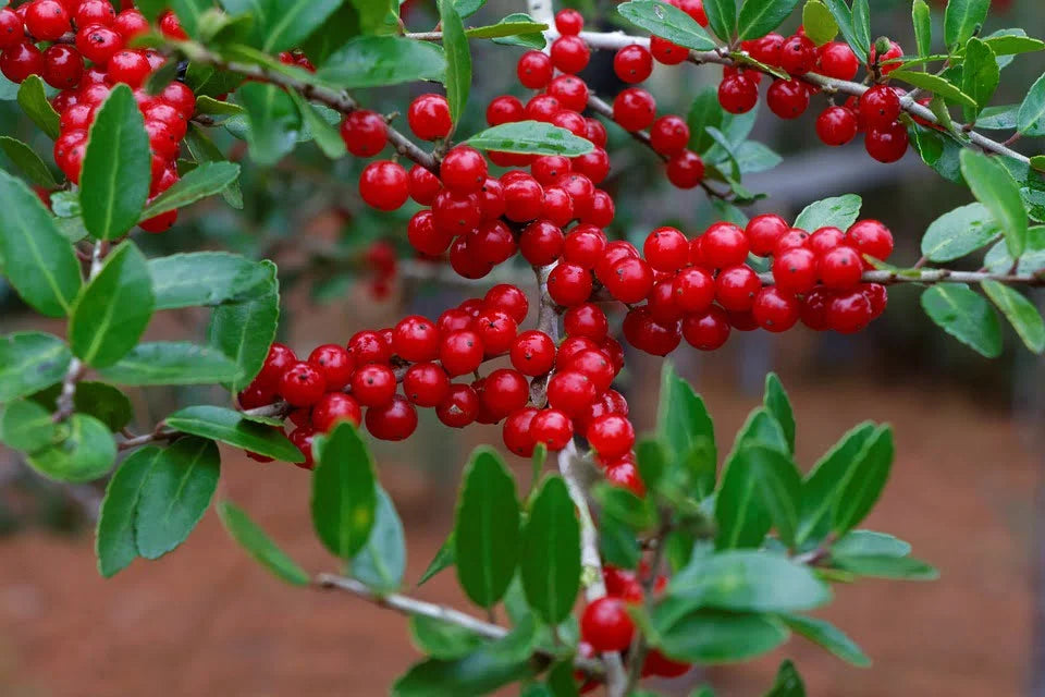 Yaupon Flower seeds for Planting Easy to Grow Heirloom & GMO Free Seeds for Home Garden