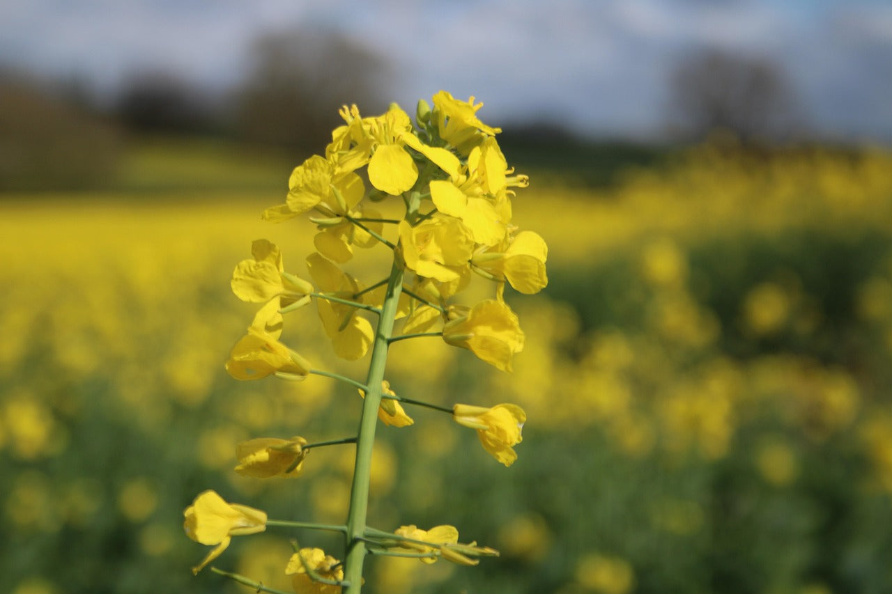 Yellow Rape Flower Seeds for Planting  Brighten Your Garden