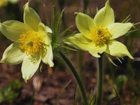 Yellow Anemone Pulsatilla Flower seeds for Planting Low Maintenance Heirloom & GMO Free Seeds for Home Garden