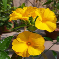 Yellow Flax Hybrid Flower seeds for Planting - Premium Quality, Heirloom & GMO Free Seeds for Home Garden