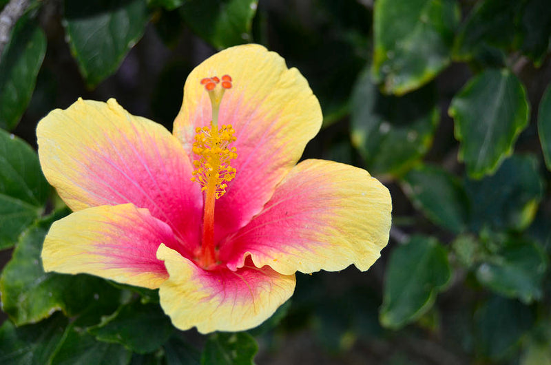 Pink Yellow Hibiscus Flower seeds for Planting - Shade Tolerant, Heirloom & GMO Free Seeds for Home Garden