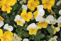 Yellow White Pansy Flower seeds for Planting Seasonal Bloomer Heirloom & GMO Free Seeds for Home Garden 
 
 Sale