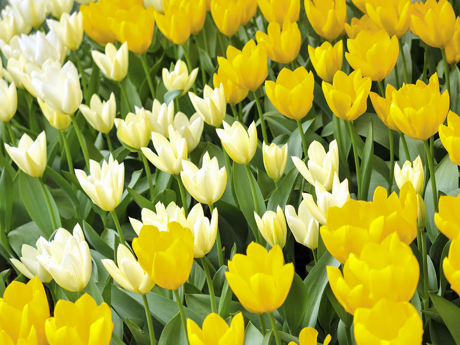 Yellow White Tulip Flower seeds for Planting - Shade Tolerant, Heirloom & GMO Free Seeds for Home Garden