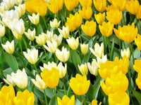 Yellow White Tulip Flower seeds for Planting - Shade Tolerant, Heirloom & GMO Free Seeds for Home Garden