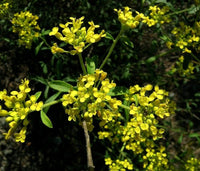 Yellow Aubrieta flowers used as ground cover in garden beds